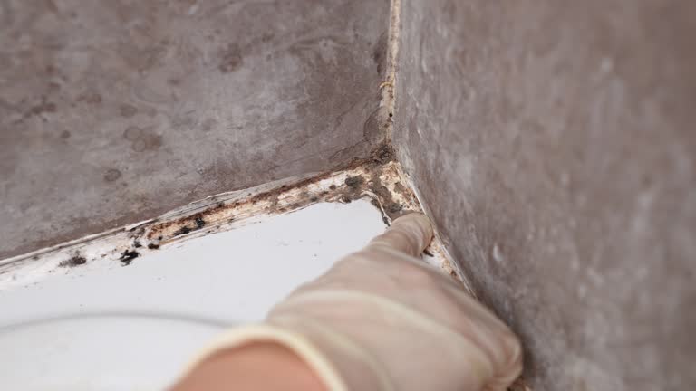Best Forensic Mold Investigation  in Inglenook, CT
